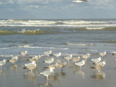 Pictures: Koksijde